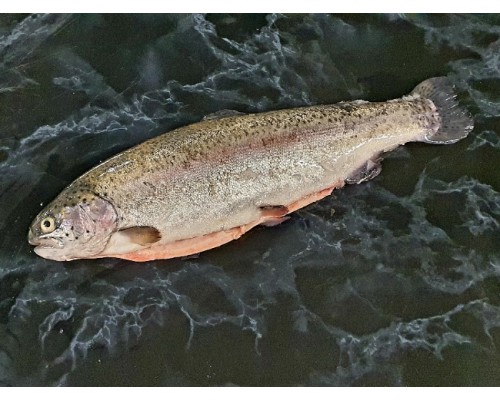Fresh Whole Trout Gutted